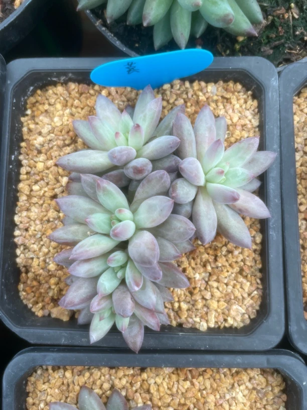 羽毛纹虞美人莫挑选多肉