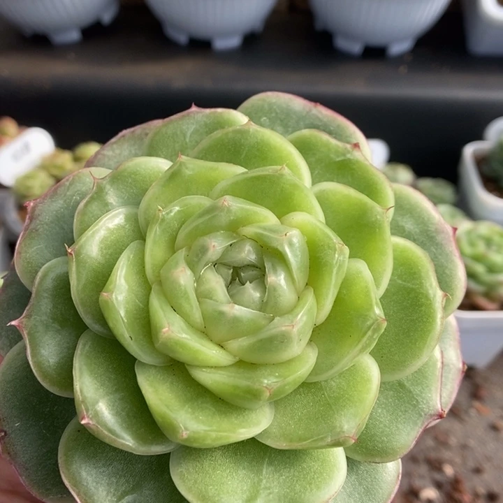 一物一拍一物一拍1111-219