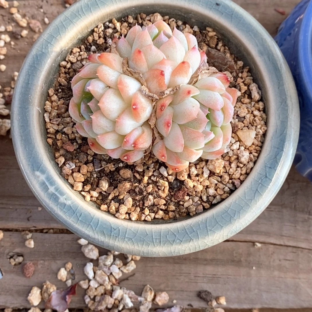 莎莎女王一物一拍