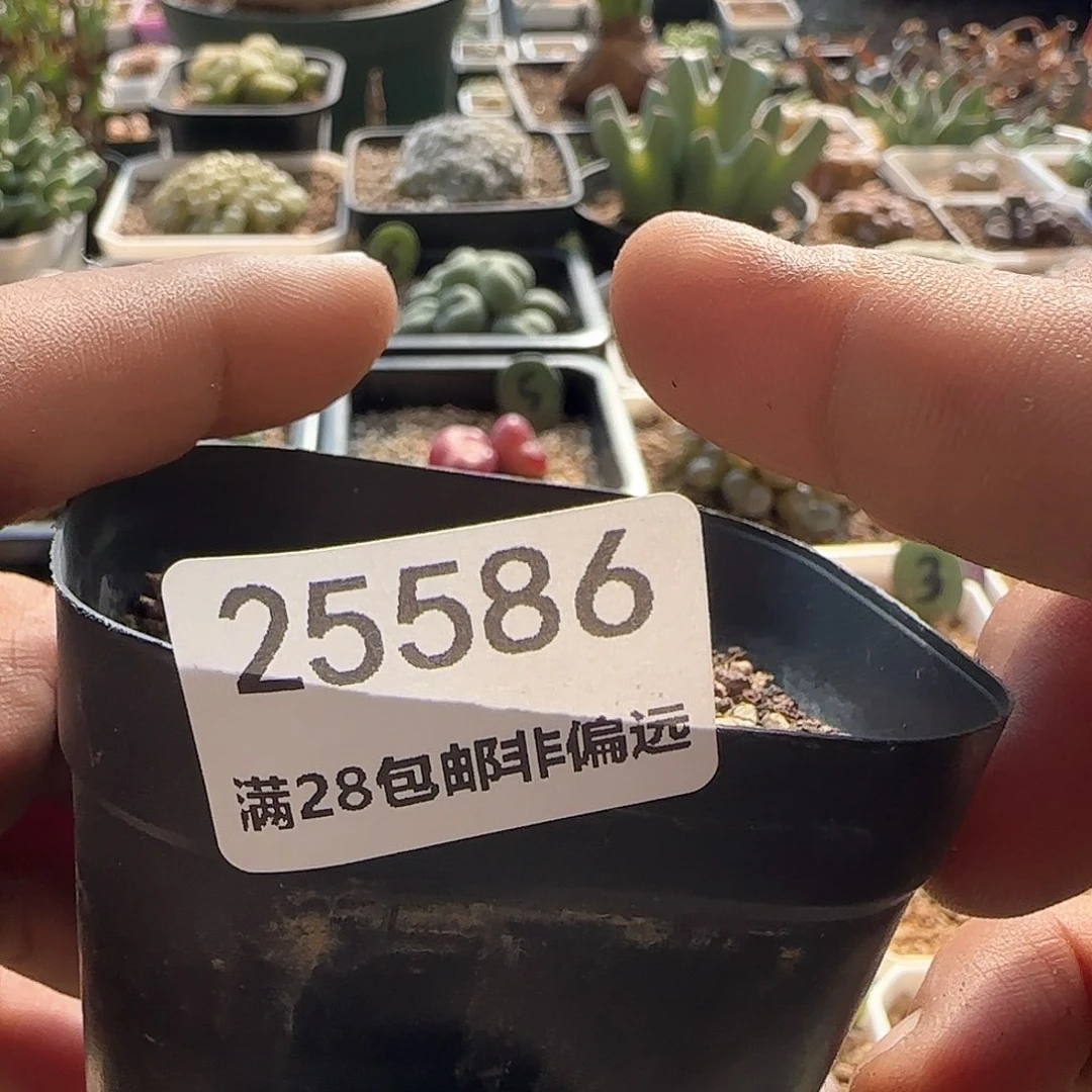d**o28包邮脱土发货25586