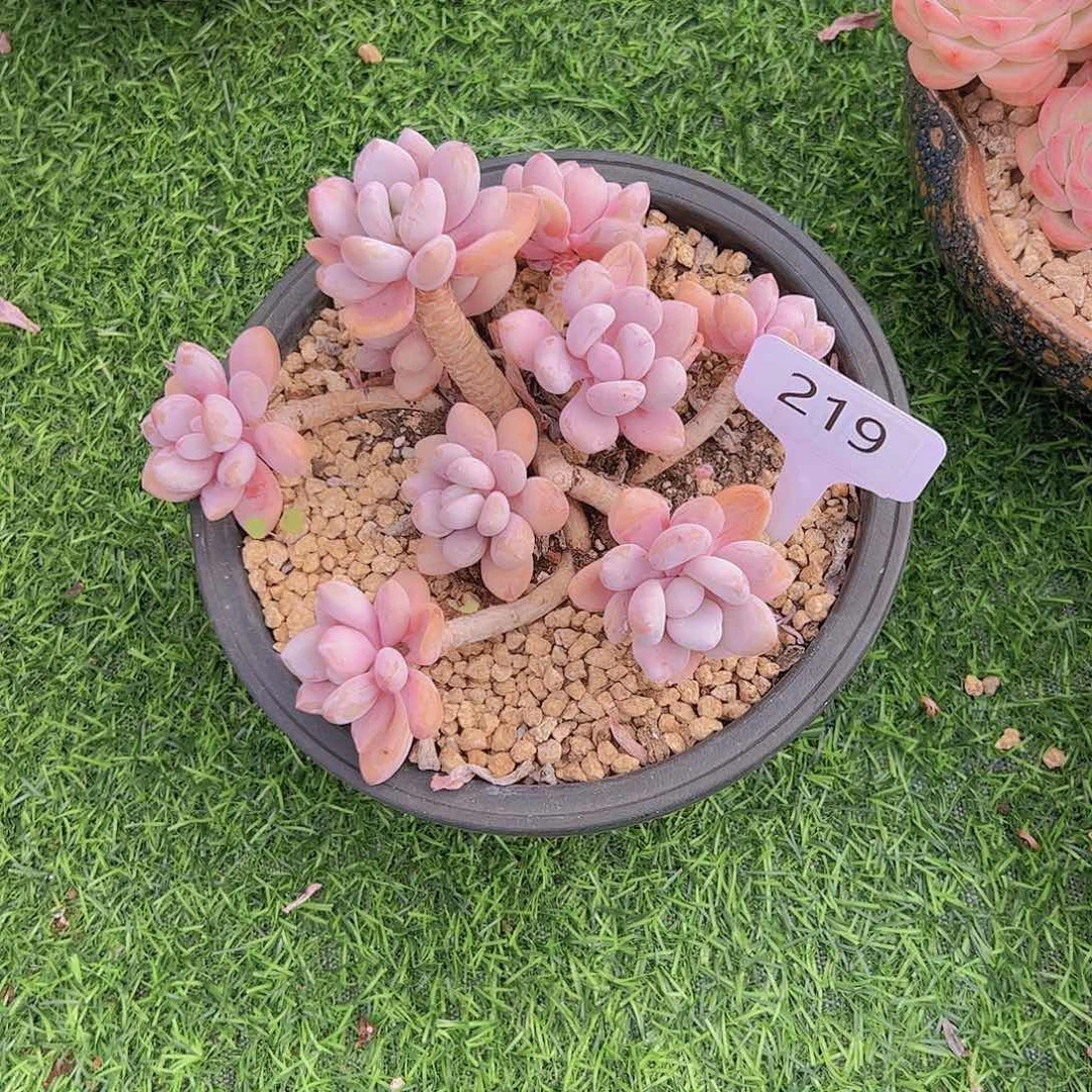 小*子219粉兔68。。。。