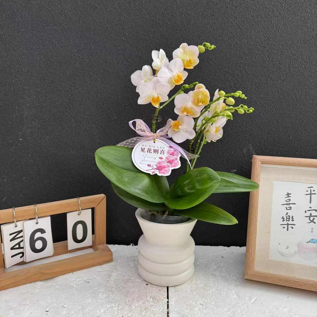 《勃艮第》蝴蝶兰  鲜花室内长花期高端花卉