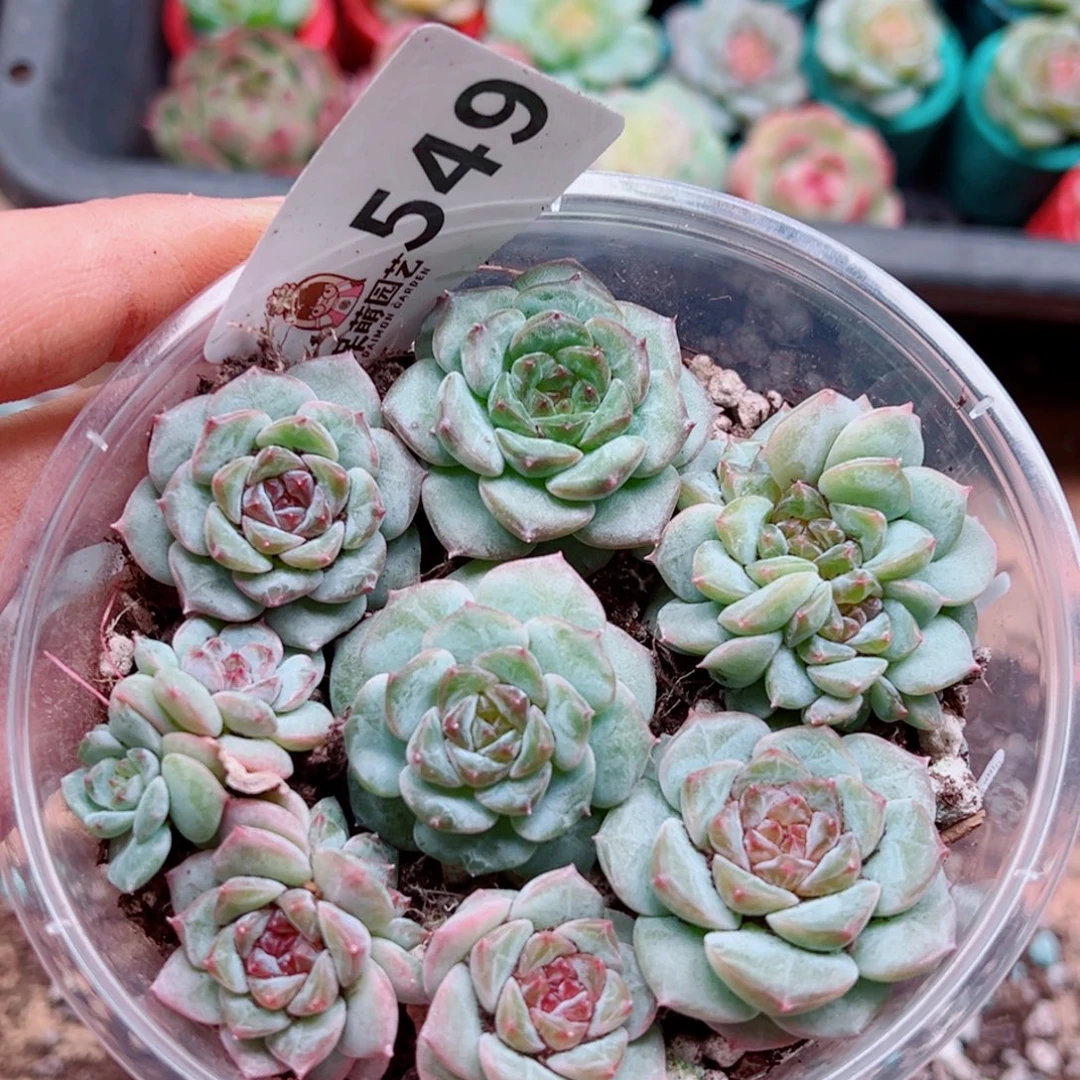多肉植物多肉植物