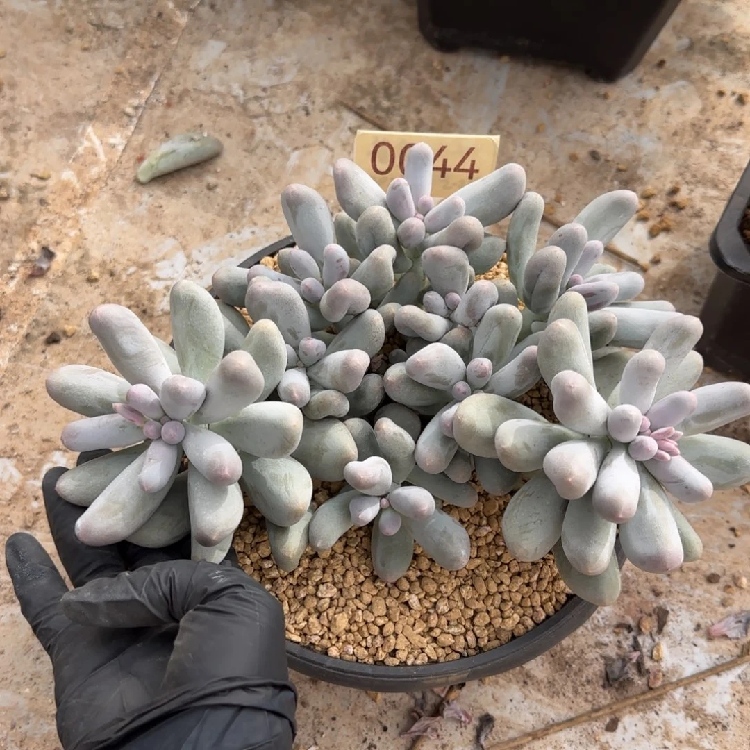 0044。       米可奶群肉