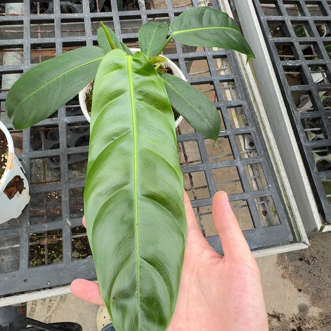 无花朵猪****6一物一拍E175