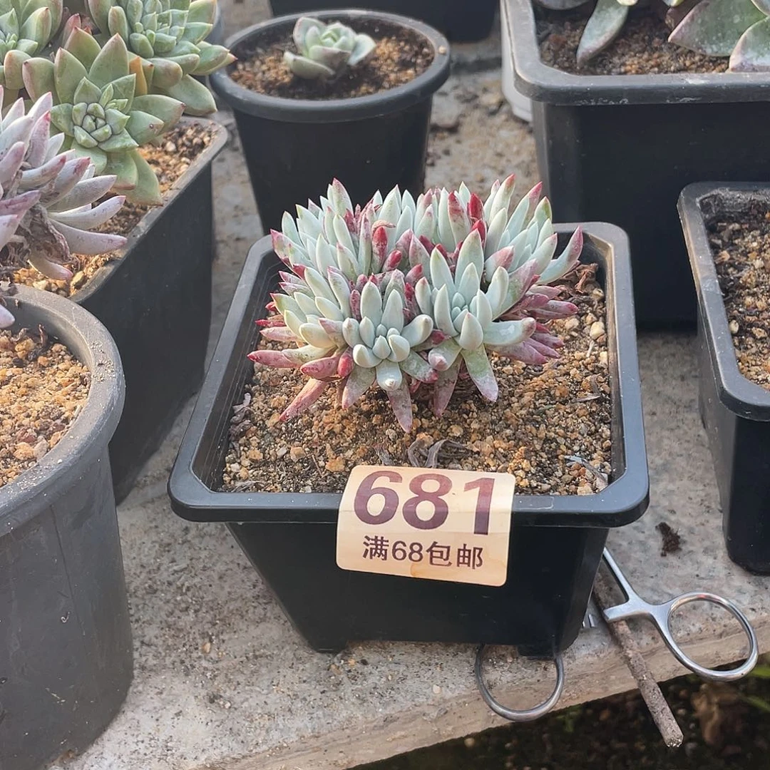 晨溪园艺仙女杯呀