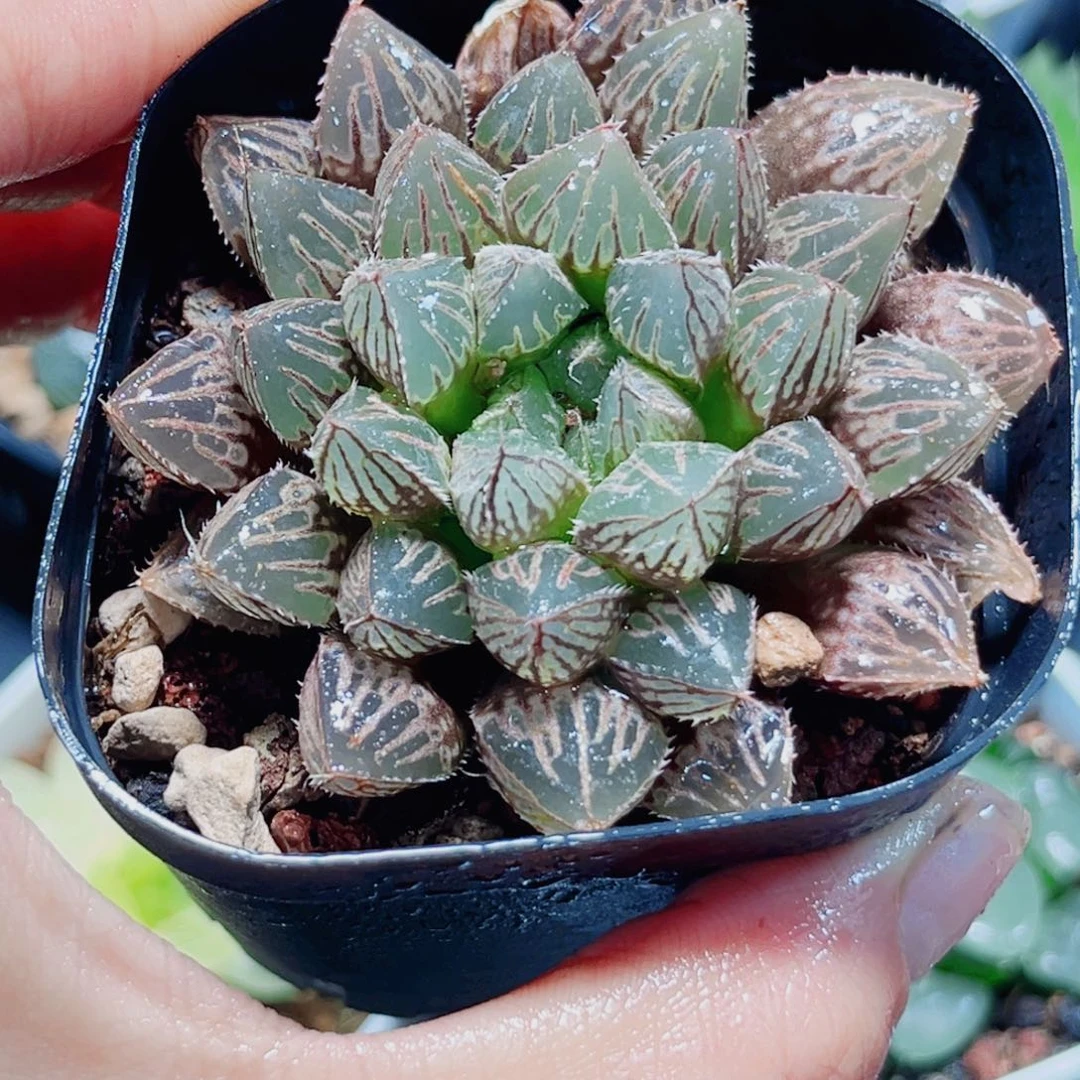 楼兰玉露多肉植物6666
