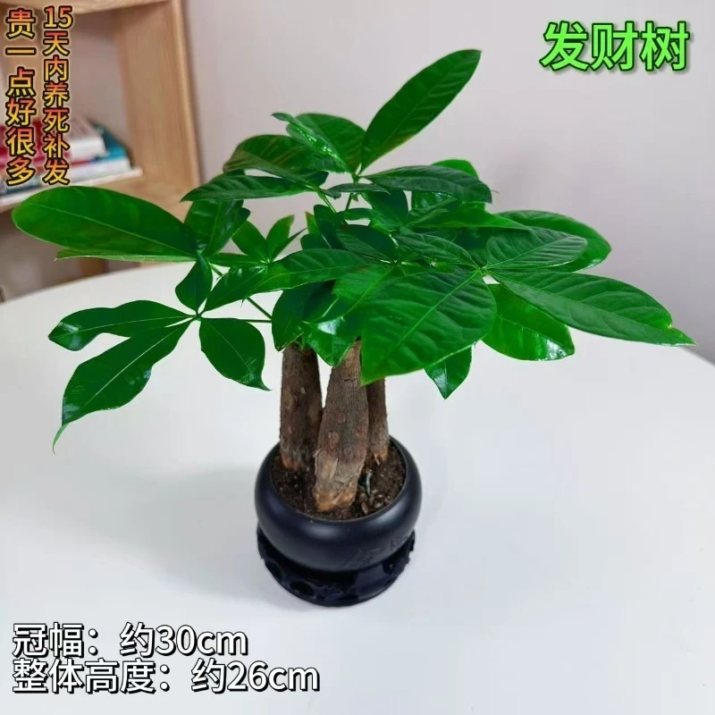发财树三杆小盆栽招财树办公室桌面懒人批发绿植室内吸甲醛易活