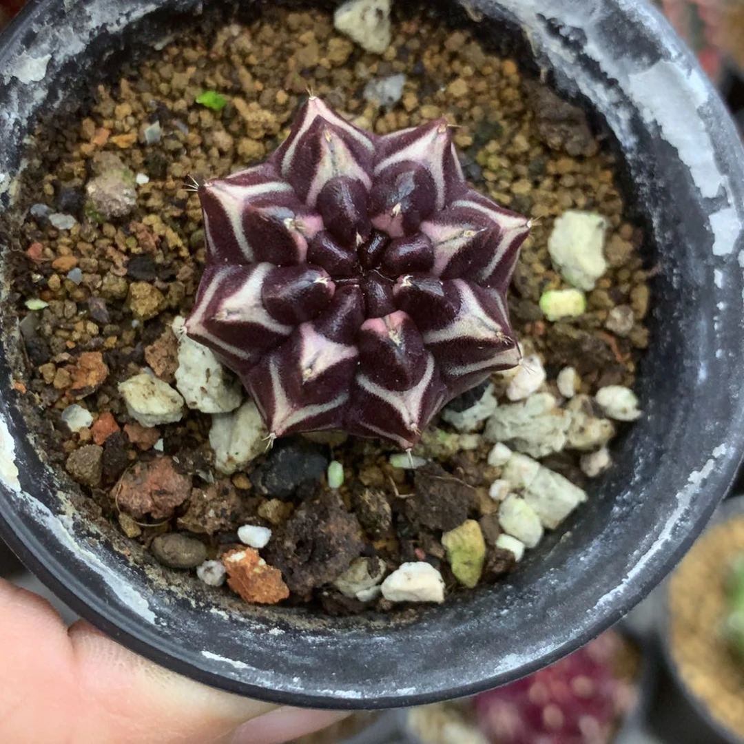 仙人球米哈梦想30