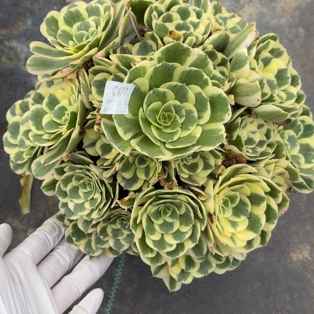 477迈巴赫多肉植物发货