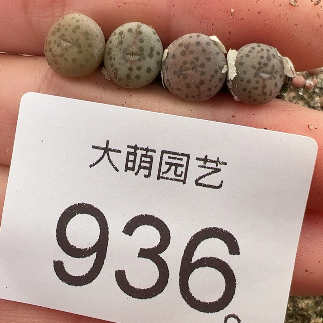 量拍以下2颗优选匈牙利种源1452.64火龙果安贞优选936