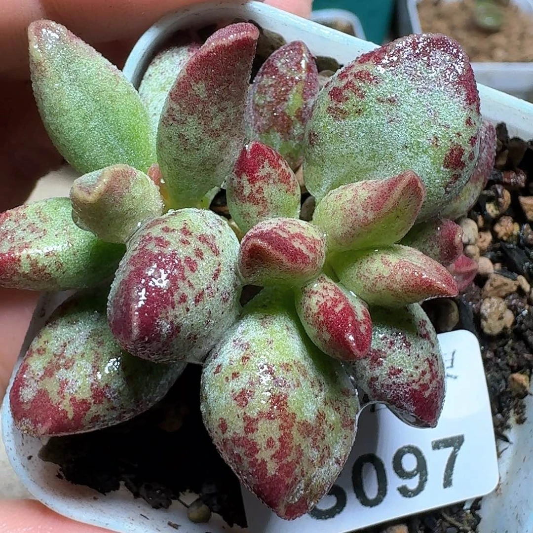 097盒多肉植物哇cv