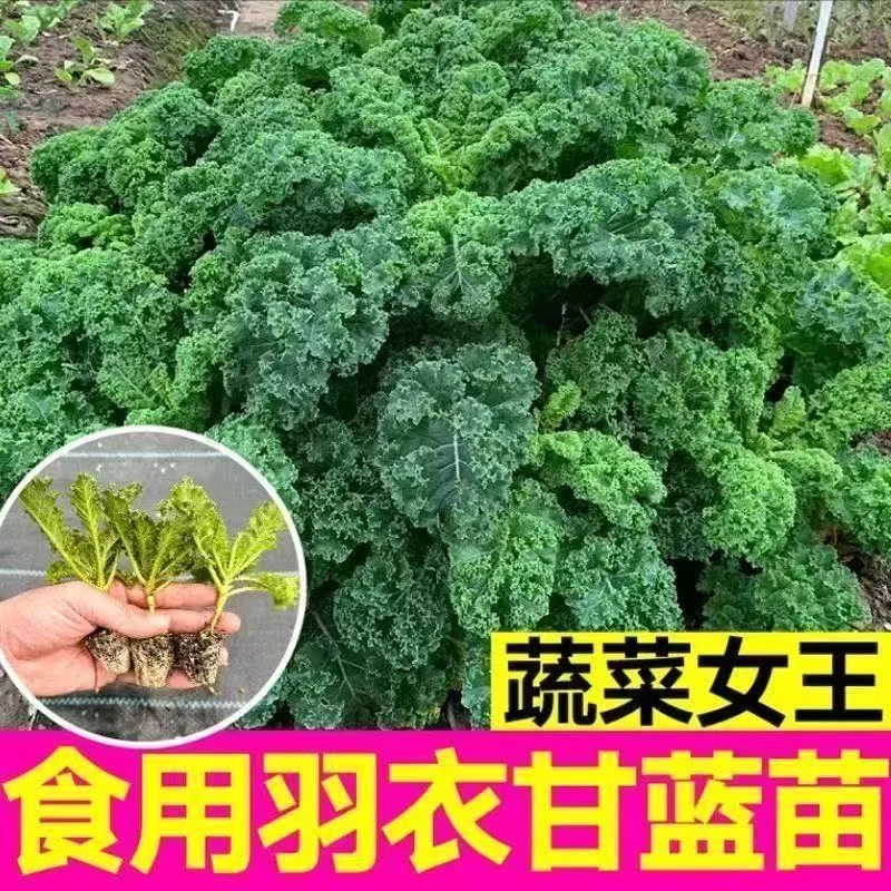 羽衣甘蓝菜苗带土发货国际闺蜜蔬菜蔬菜苗蔬菜秧苗