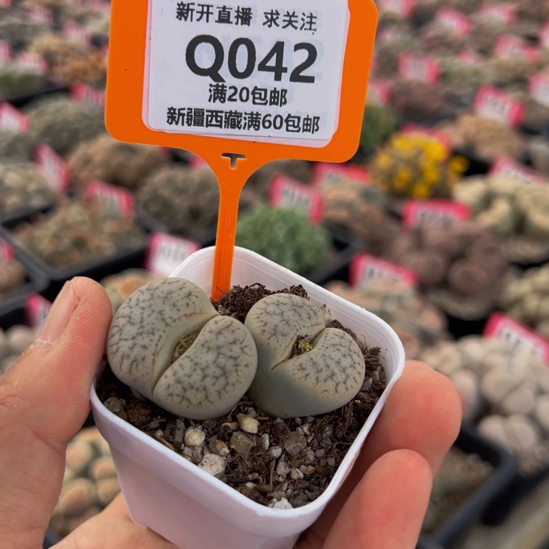 042 一物一拍，默认有伤，介意勿拍，不退不换