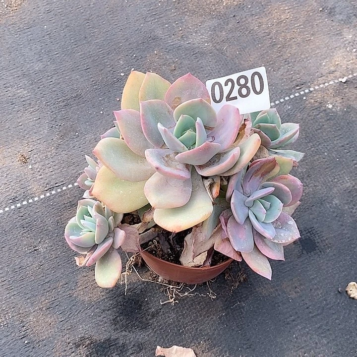 艳0280。。。。。。。。。。。。