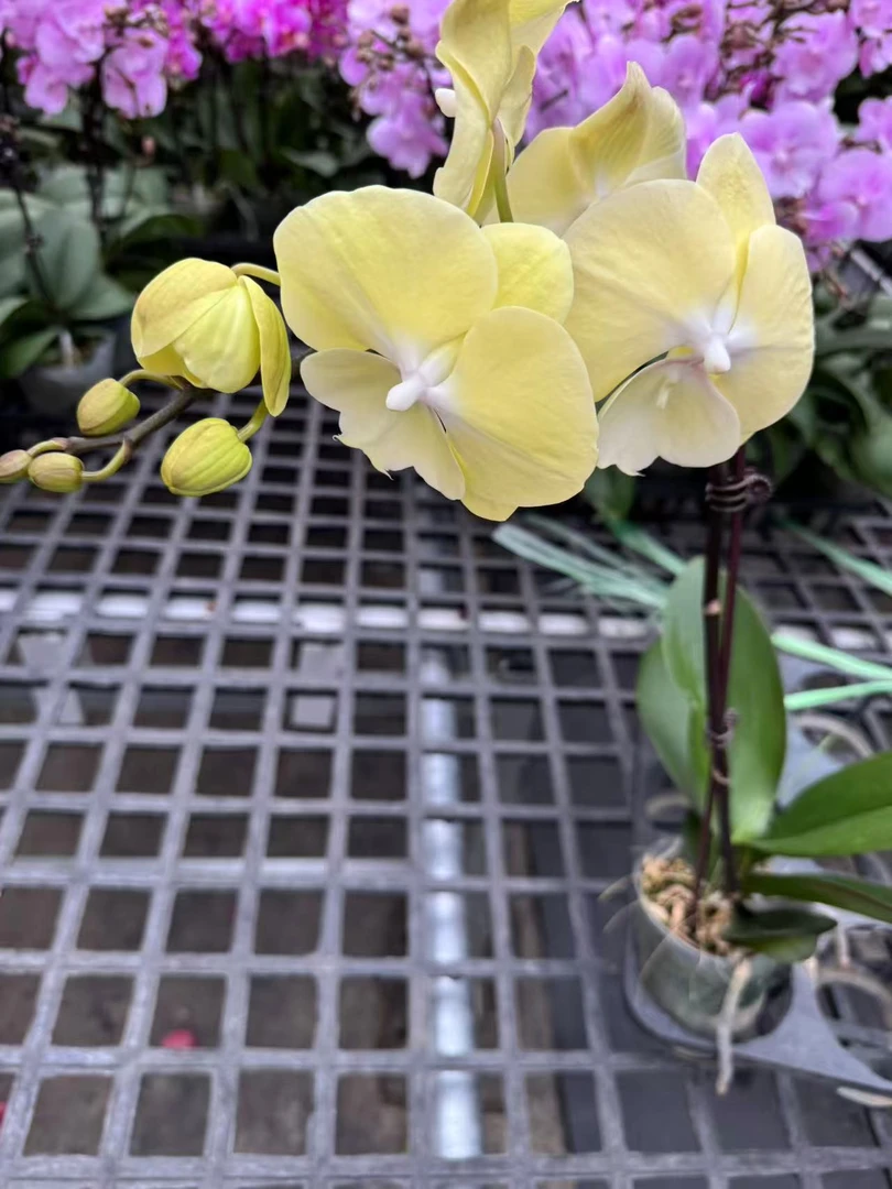 蝴蝶兰[星月]昆明基地直发