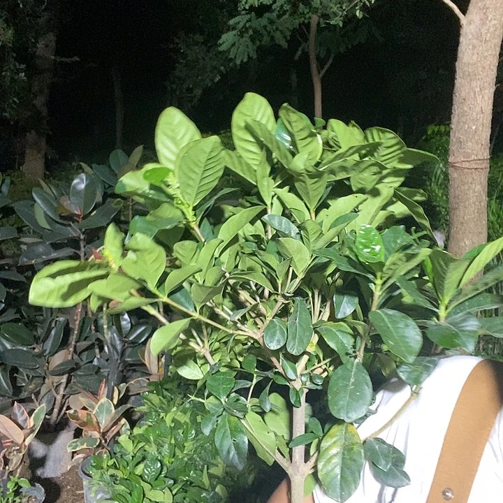 完全开放独杆栀子花19的