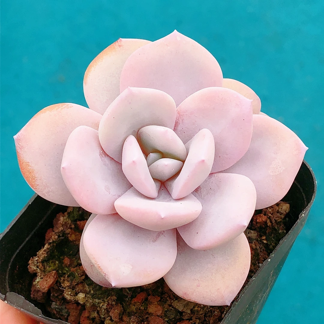 多肉植物   方盆单头桩子粉奶茶一颗（尺寸5左右）满28包邮除偏远