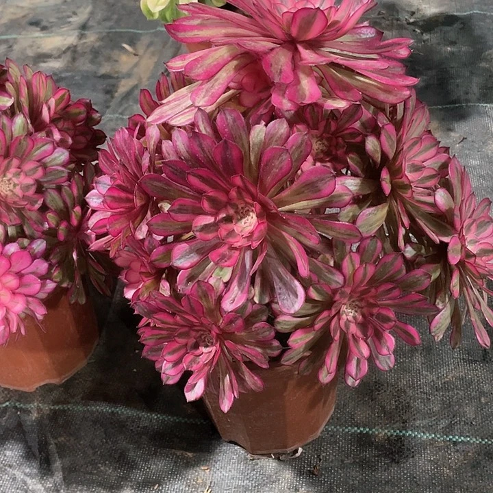 周**?576 多肉法师多肉法师