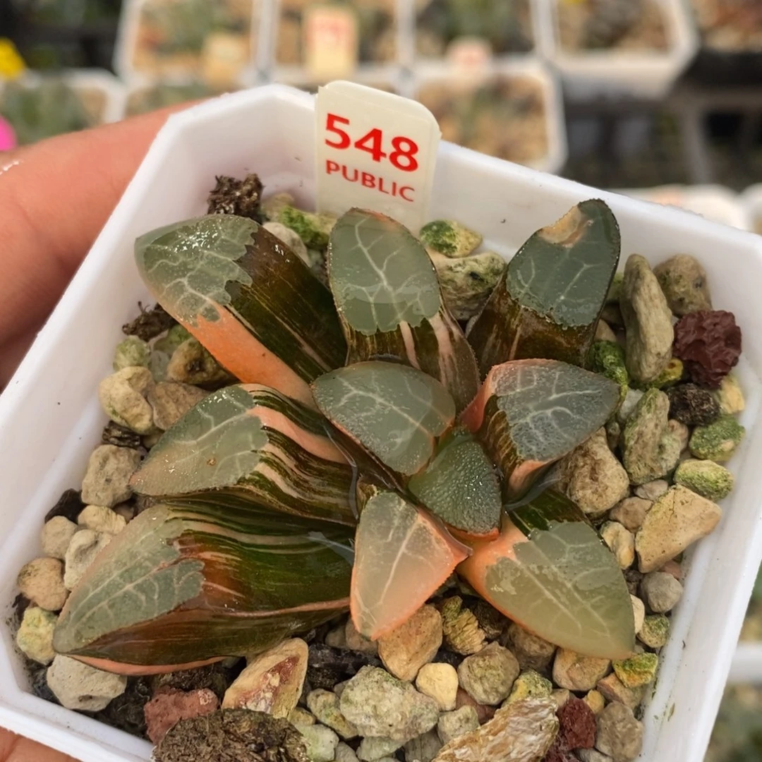 不开花植物548网纹克