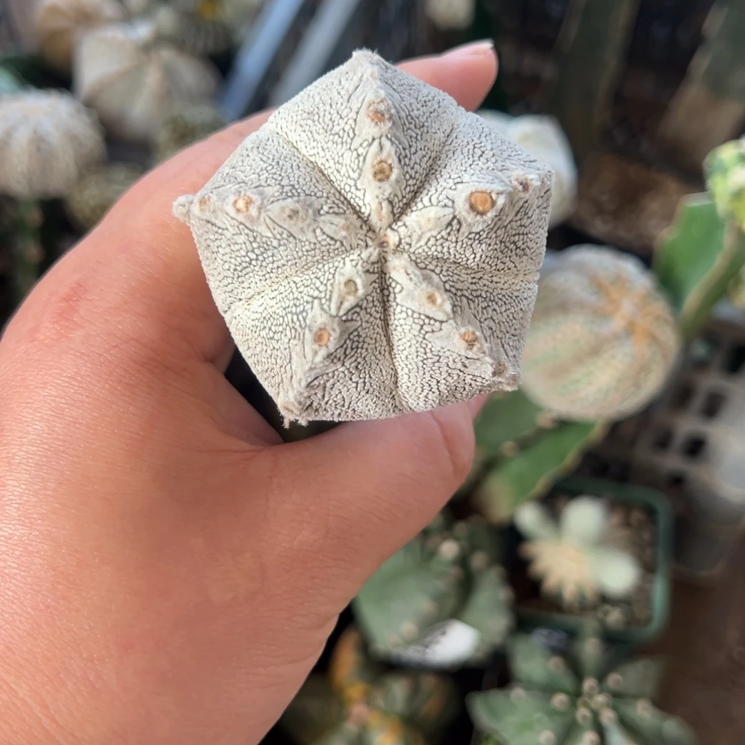 恩冢v仙人球3897号