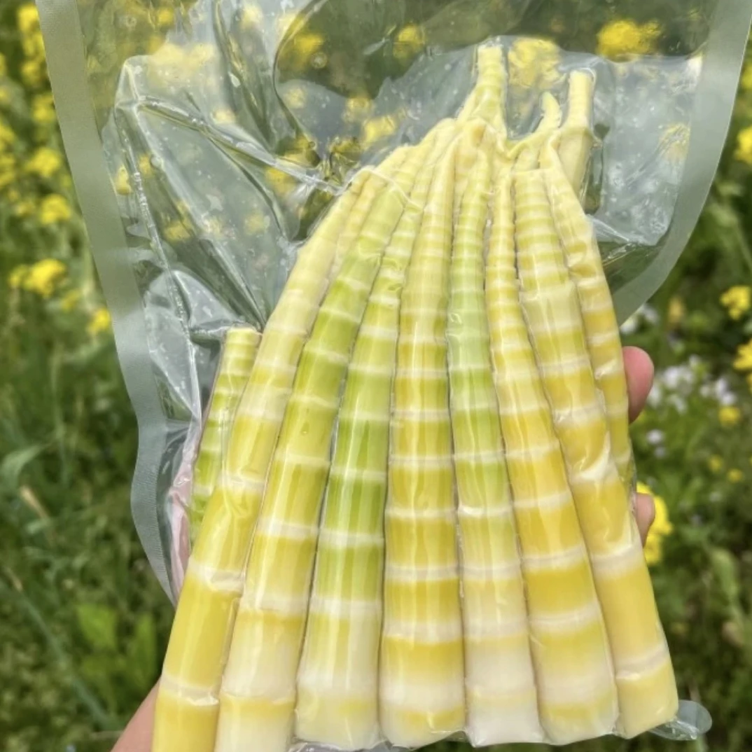 云南昭通彝良小草坝竹笋（煮熟的）