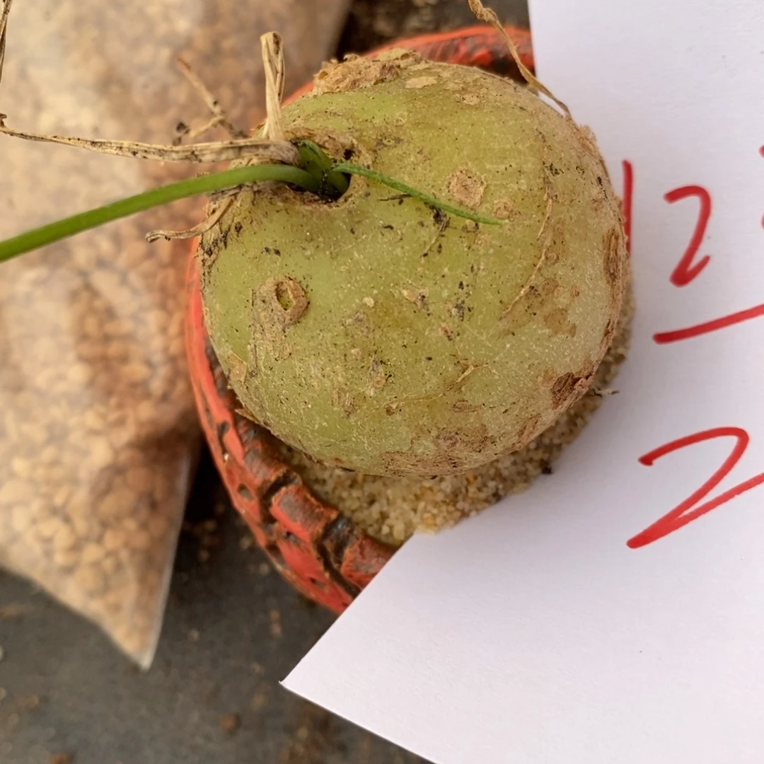 1221一颗苍角殿一颗