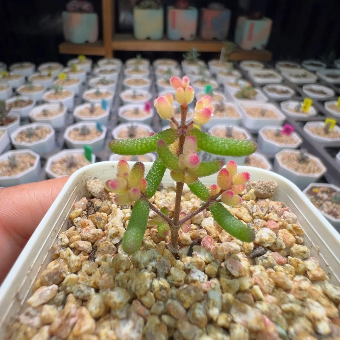 小树，尺寸小，312糖球锦，拍下不退不换