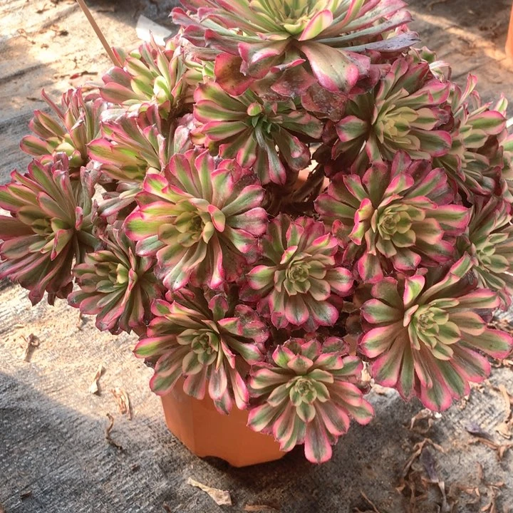 潇**生多肉植物辉煌790