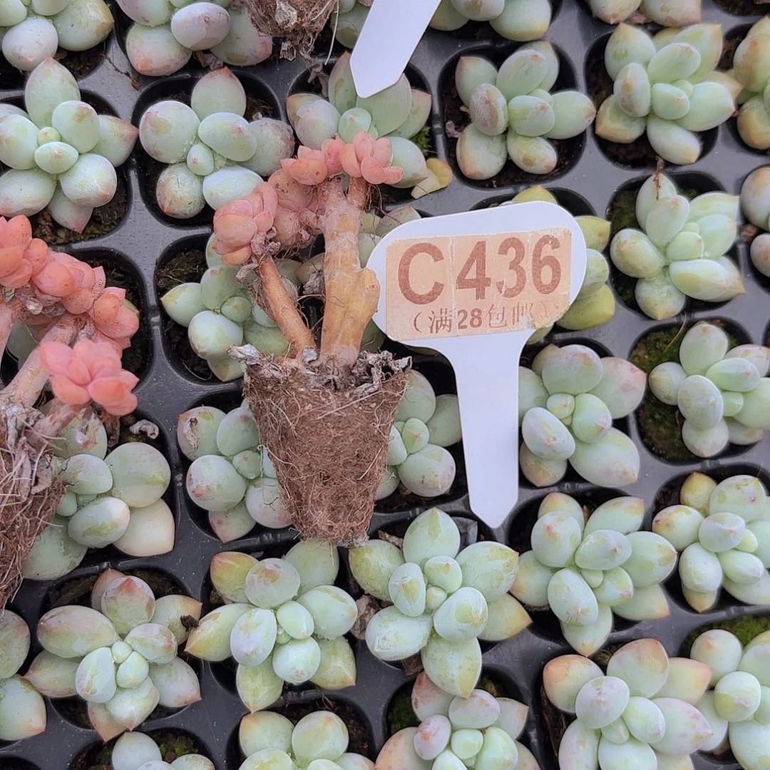 C436白鹿一物一拍