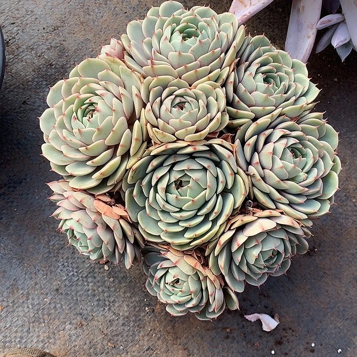 01笨巴蒂斯 一物一拍多肉