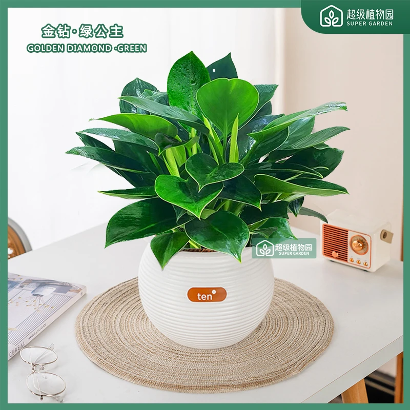金钻绿公主土培植物盆栽室内大叶绿植净化空气好养吸甲醛客厅