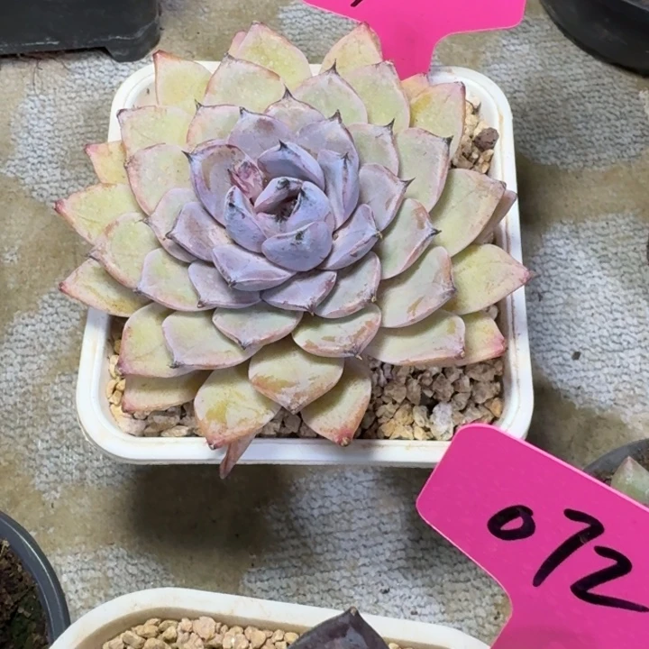 019迷雾行者新号福利价