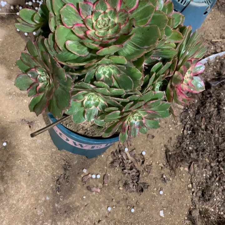 ****好860莲花座多肉植物特价