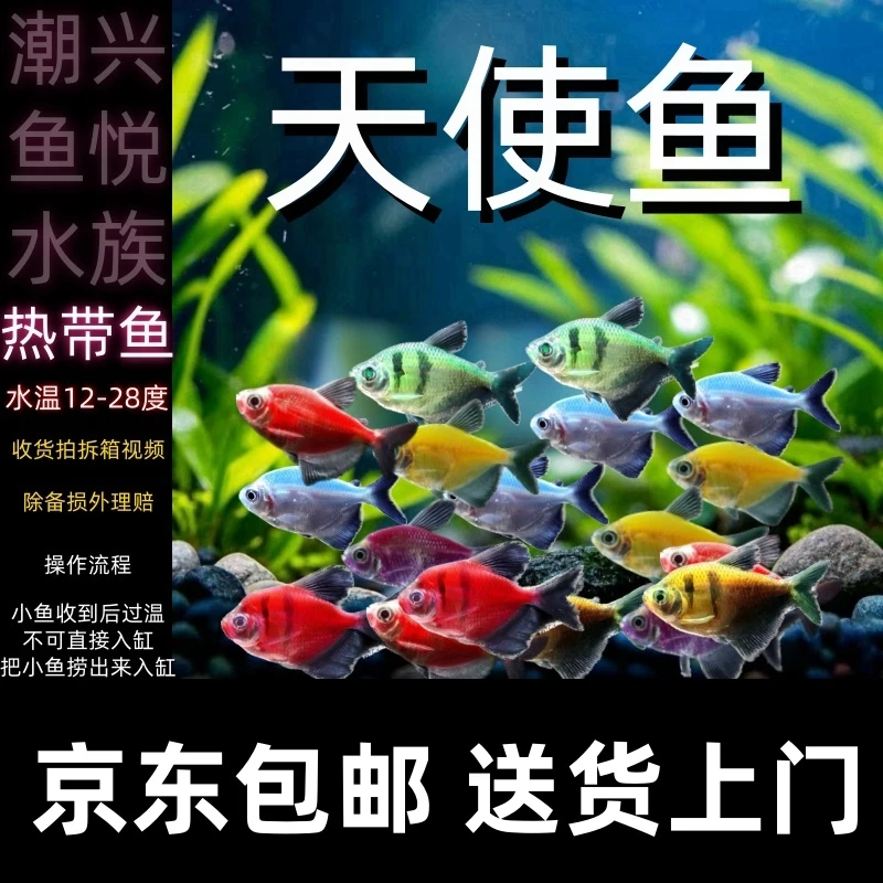 【JD包邮潮兴鱼悦天使鱼】小型观赏鱼斑马鱼热带鱼好看易养灯科鱼