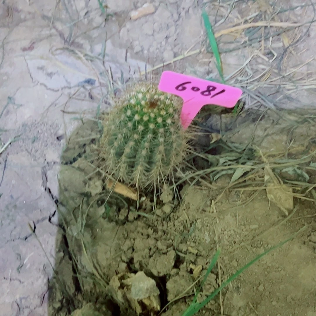 一**秋粉桃有根 6081  44