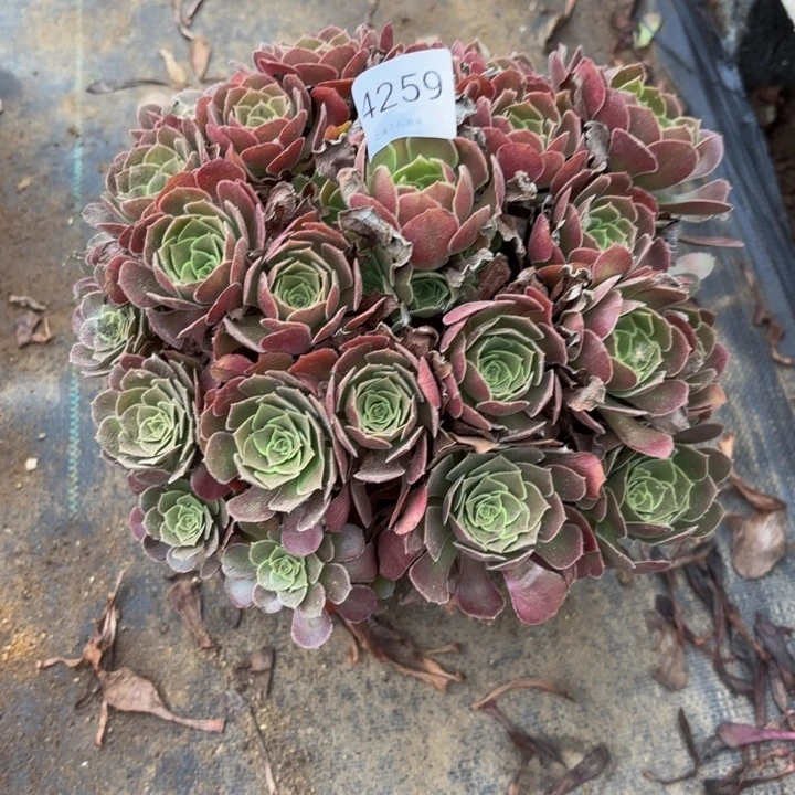 荷兰玫瑰处理不包断头多肉4259