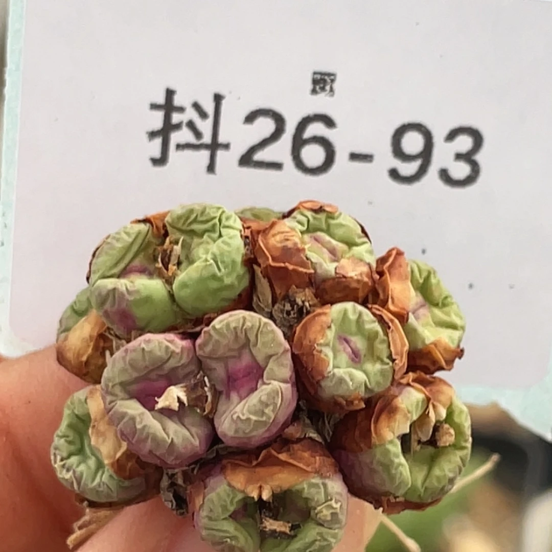 ****226-93肉锥多肉植物