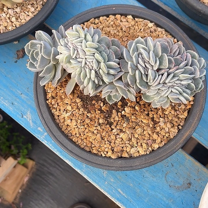 ****颜多肉植物一物一拍