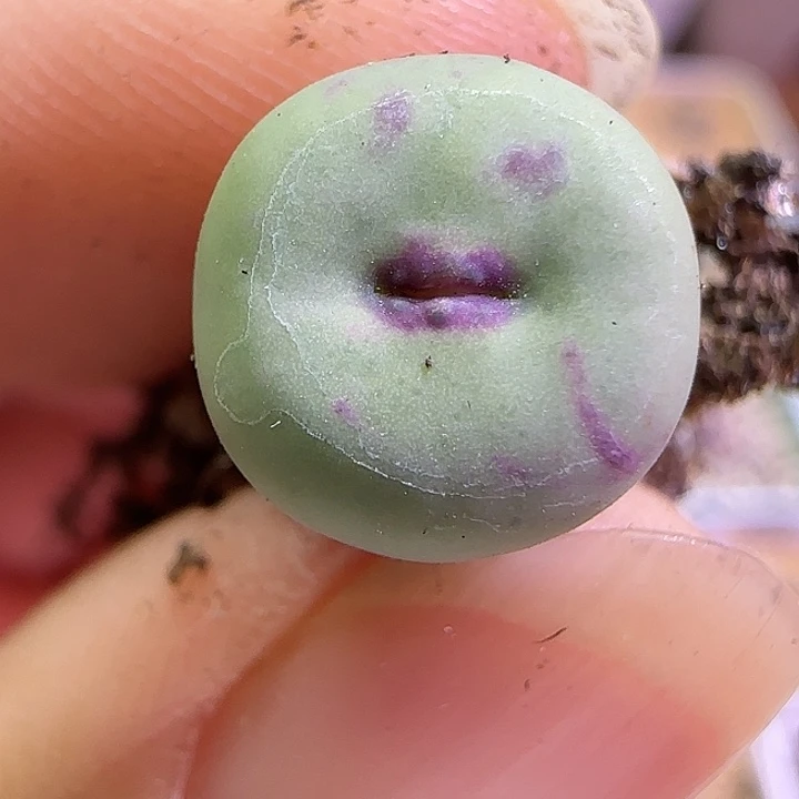 601日系大红嘴福利福利