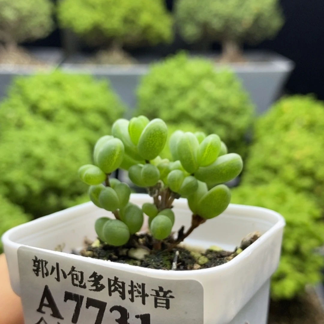 元宝7731枝干番杏。