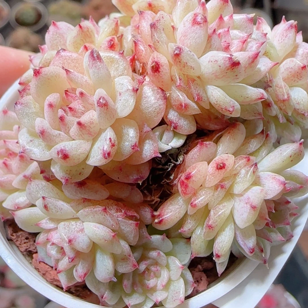 花语多肉1214-40紫魔仙散