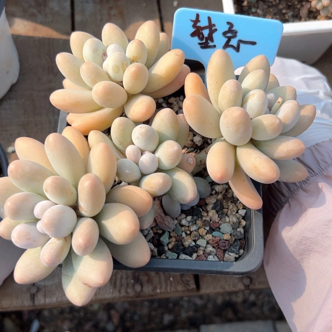 无花朵堼*1111111111111111111