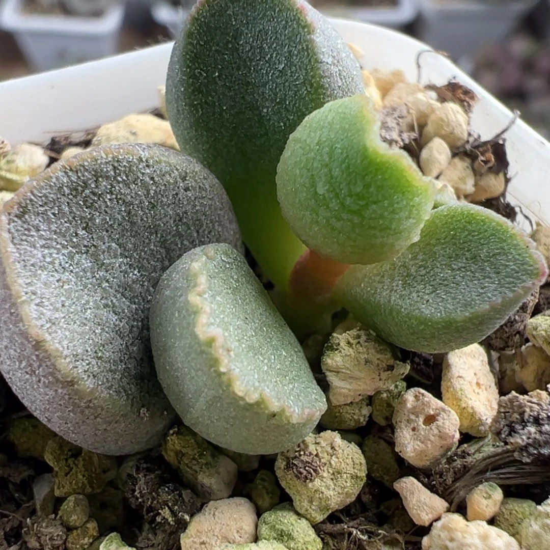 实生新品大苗多肉植物水泡