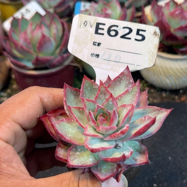 惊鸿一瞥多肉植物625