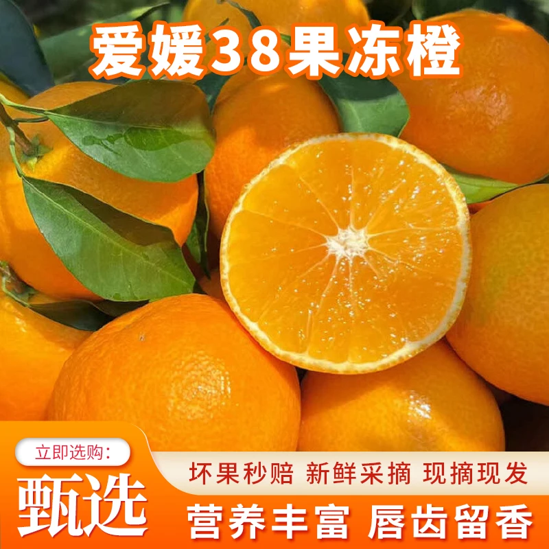 爷爷的果园40爱媛果冻橙原产眉山直发彝族年有多热闹