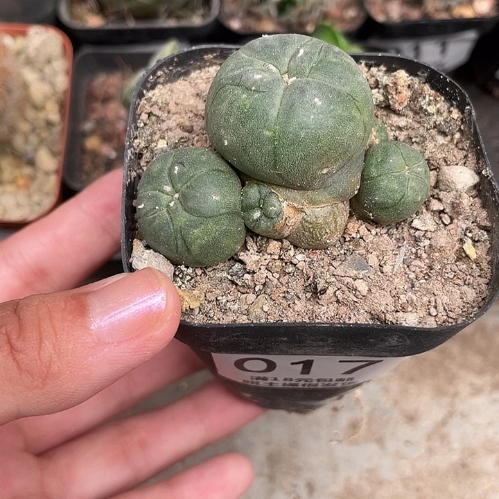 017海鲜群仙人球植物