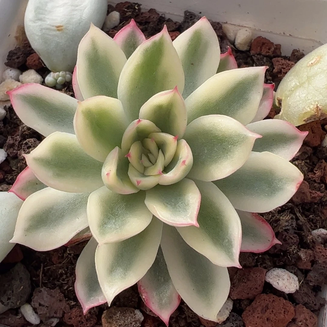 新圣骑兵锦，覆轮锦