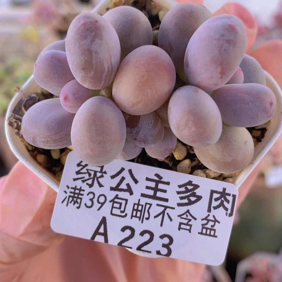 糖豆奶5cm223多肉植物