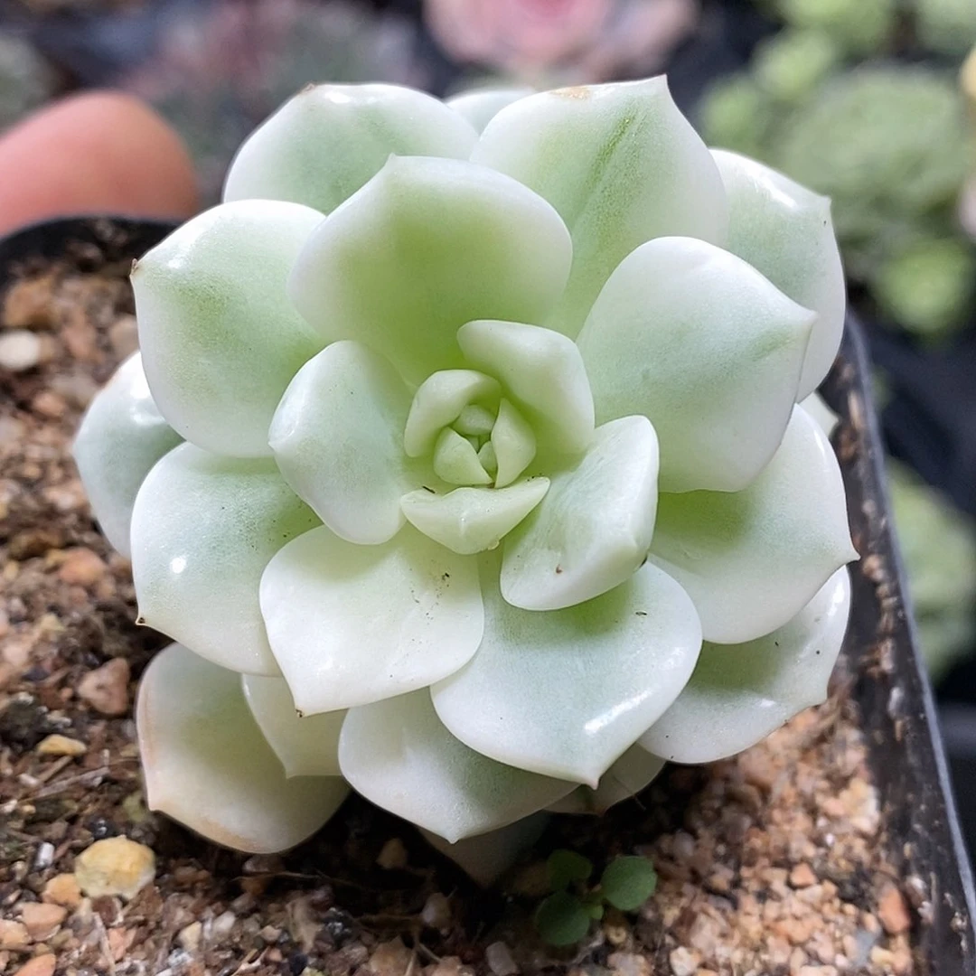 香草锦 小方花圃一物一拍